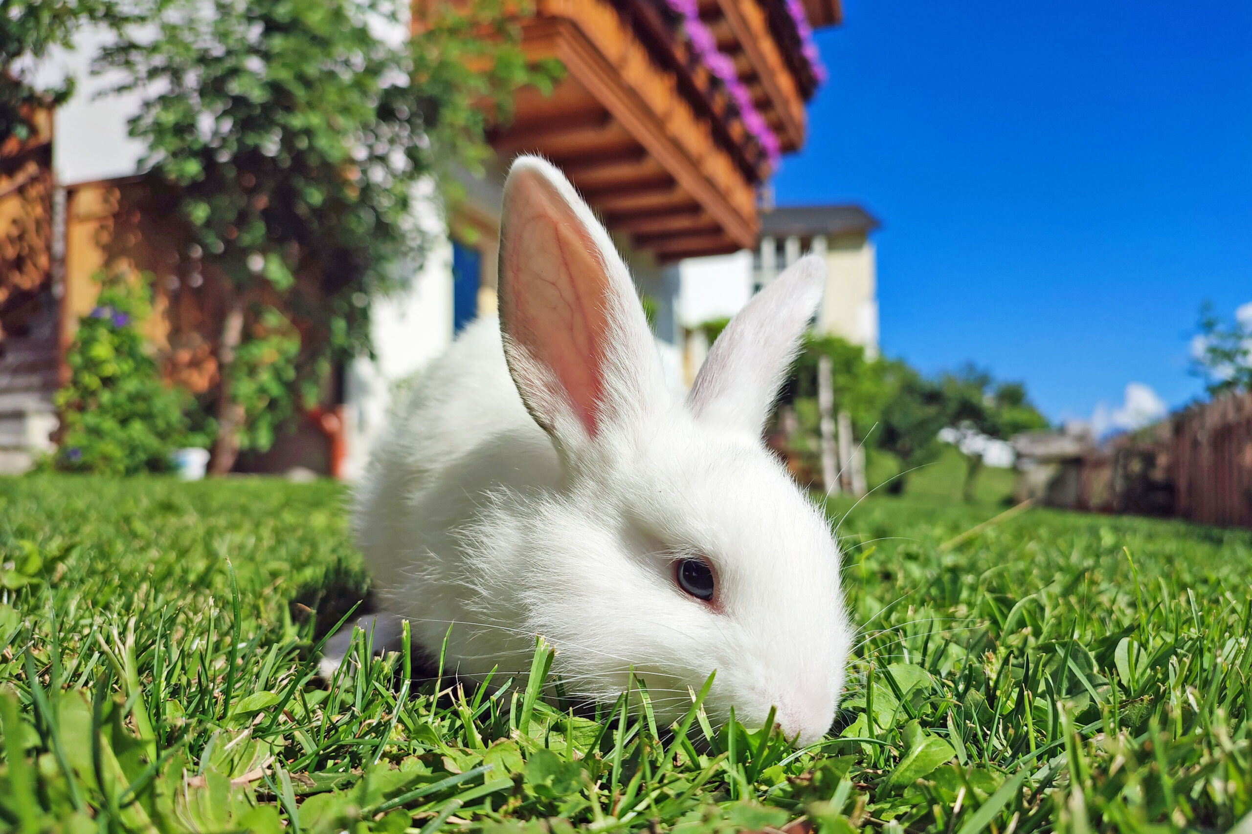 Ein Hase auf der Wiese