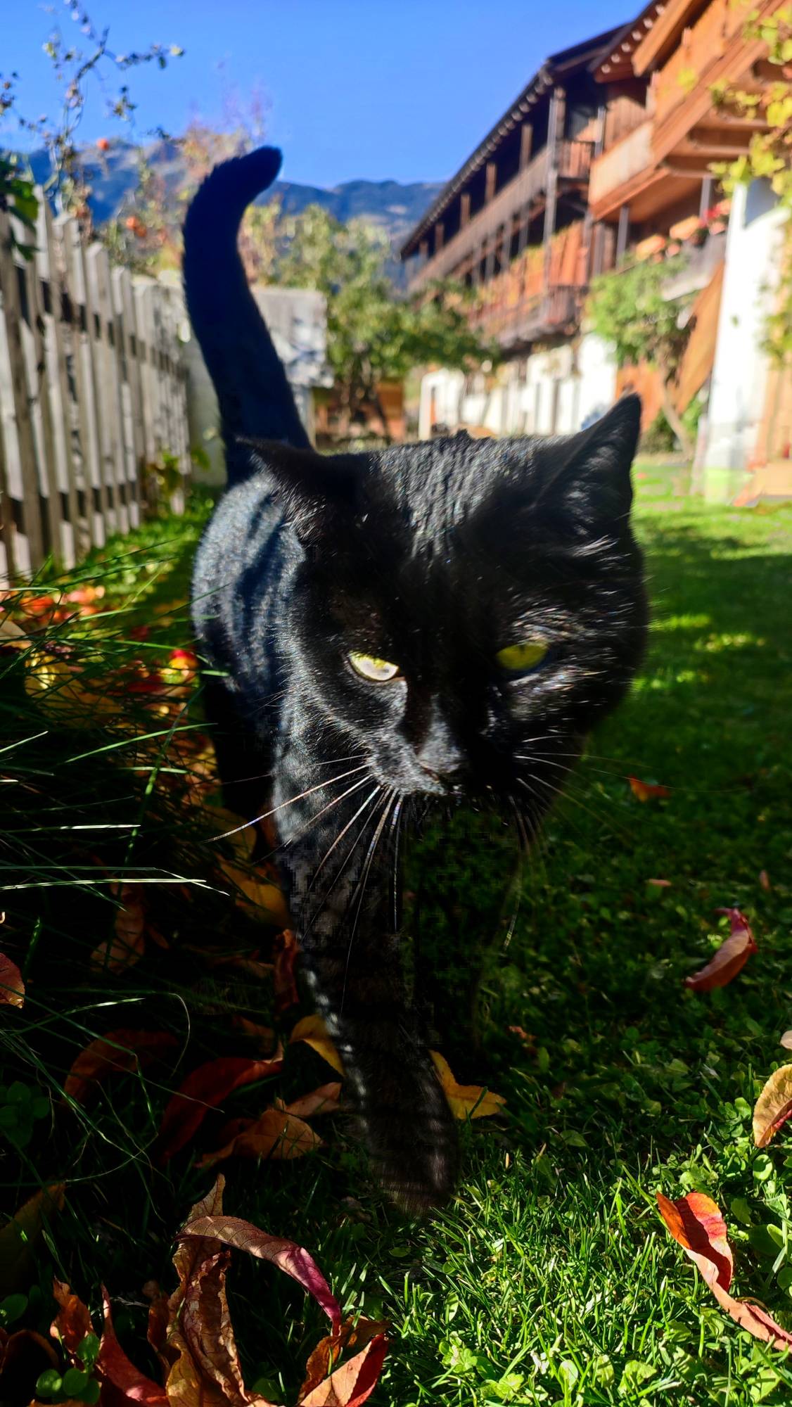 katze